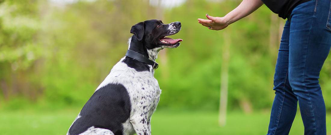  Dog Training Near Me WoofBeach Sands Dog Services