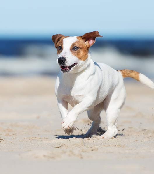 WoofBeach sands south elgin, il dog care