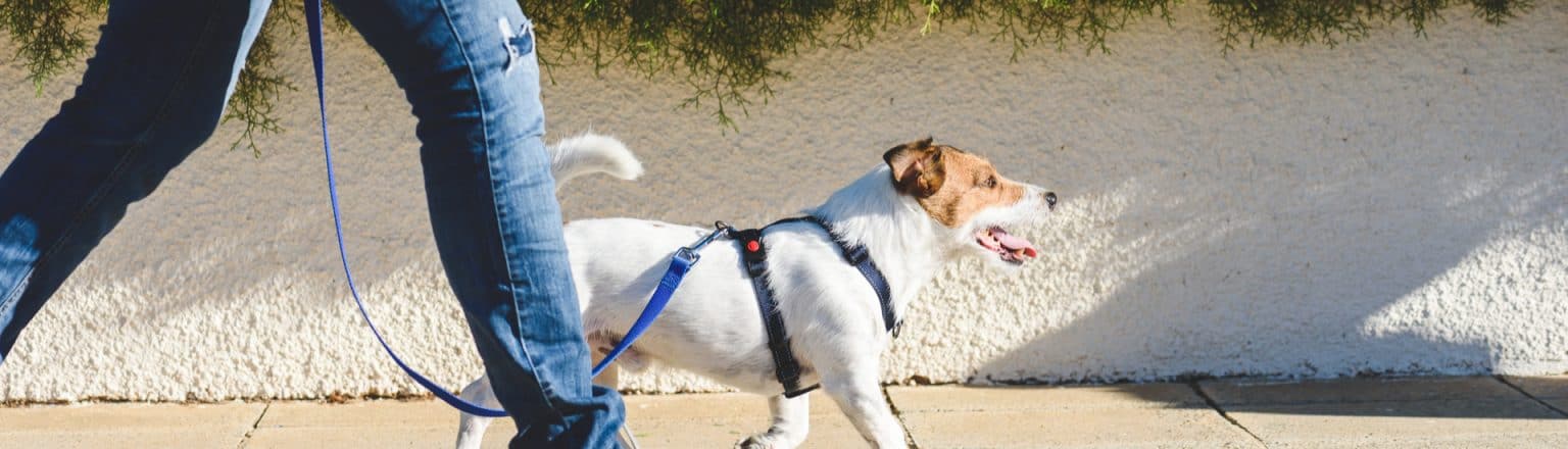 certified dog trainer near me certified dog trainer near me