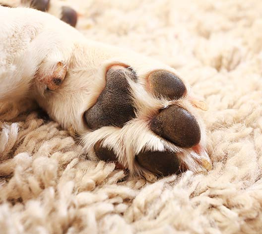 Woof-BEach-Sands-Dog-Paw-Pad-South-Elgin,-il WoofBeach Sands Dog Paw Pad South Elgin, il