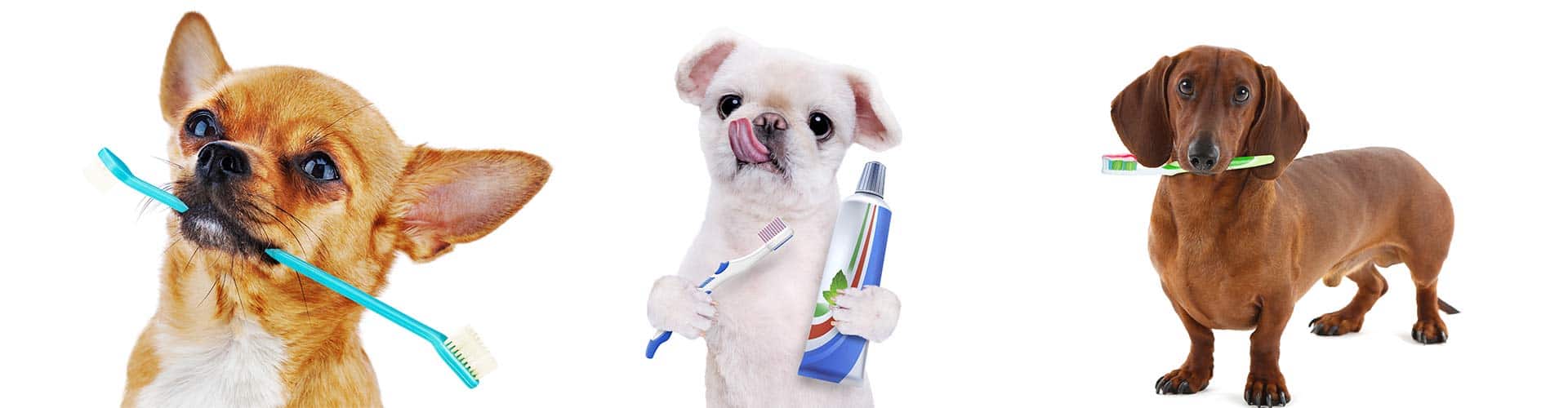 dog-teeth-brushing-south-elgin,-il dog teeth brushing south elgin, il