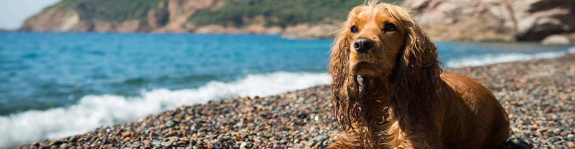 woof-beach-sands-dog-care WoofBeach sands dog care