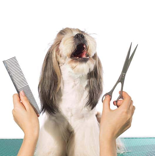 Dog Grooming South Elgin IL | WoofBeach Cove Dog Services