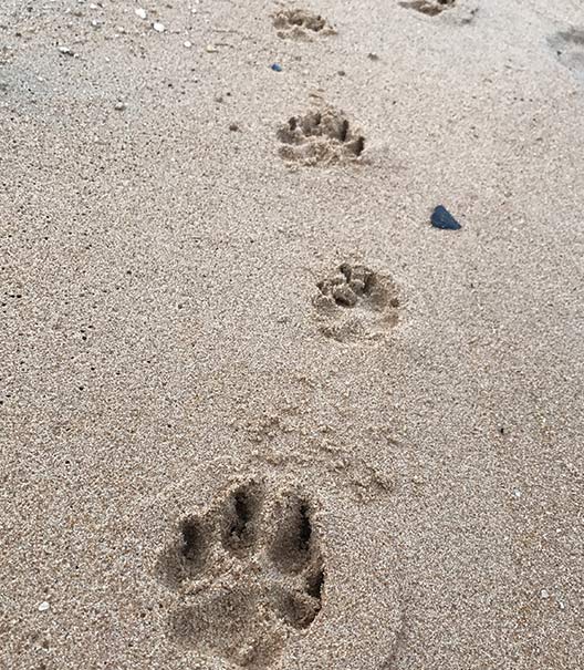 woof-beach-sands-dog-paw-pad-south-elgin,-il-service WoofBeach sands dog paw pad south elgin, il service